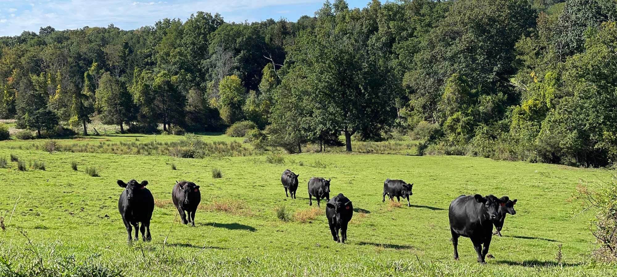 Higby Road Cattle